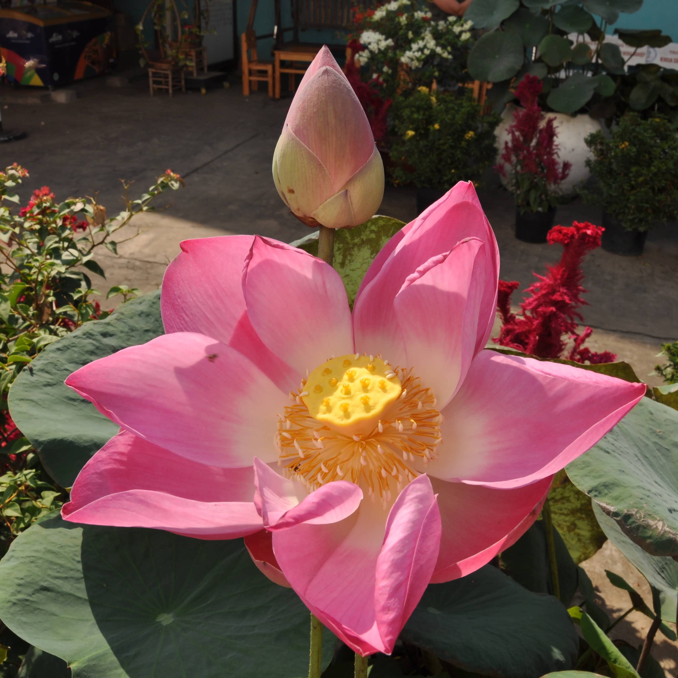 Lotus Blüte